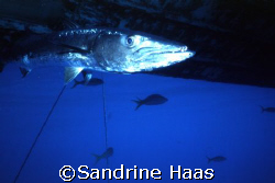 Spok! that's his name. a Baracuda that always hangs aroun... by Sandrine Haas 